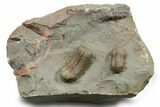 Two Colorful Austerops Trilobites - Jorf, Morocco #372419-2